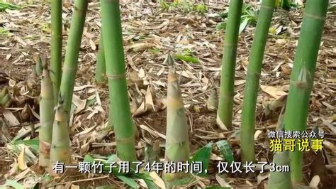 竹子的生长 路煞化解